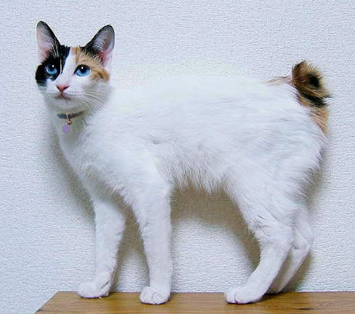 Japanese Bobtail Breed Profile: Things to Know Before Adopting a ...