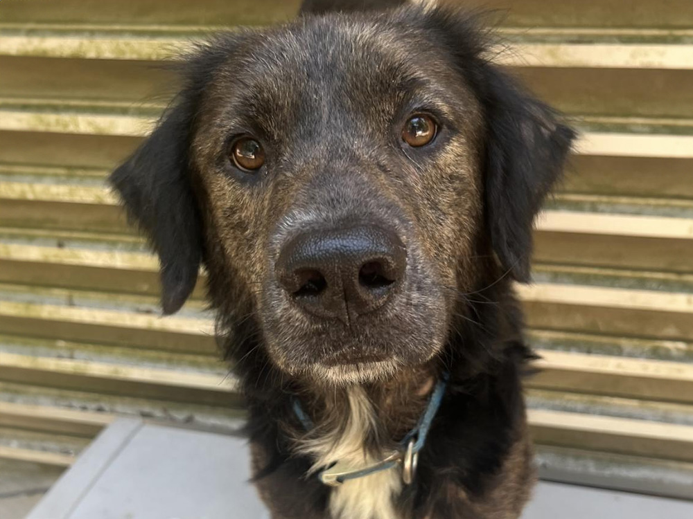 Meet 10 Flat Coated Retriever Mixes