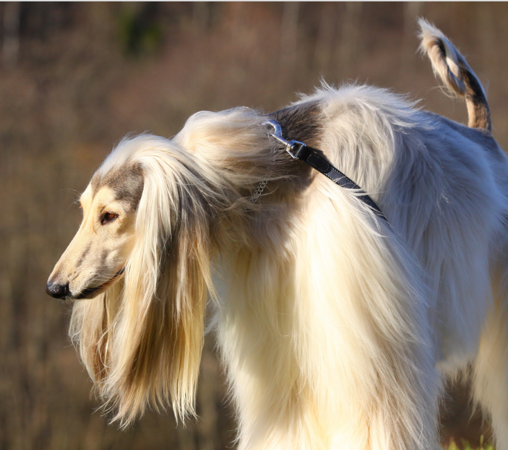 Picture of Afghan Hound