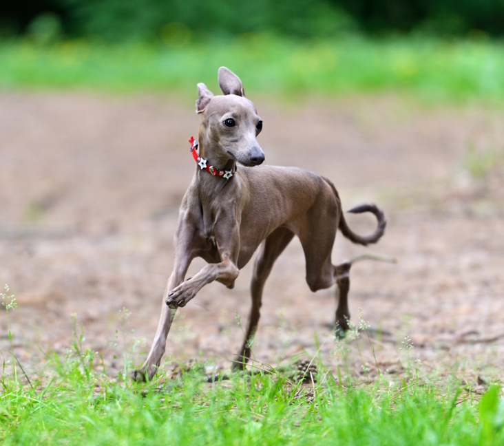 Canadian greyhound hot sale rescue