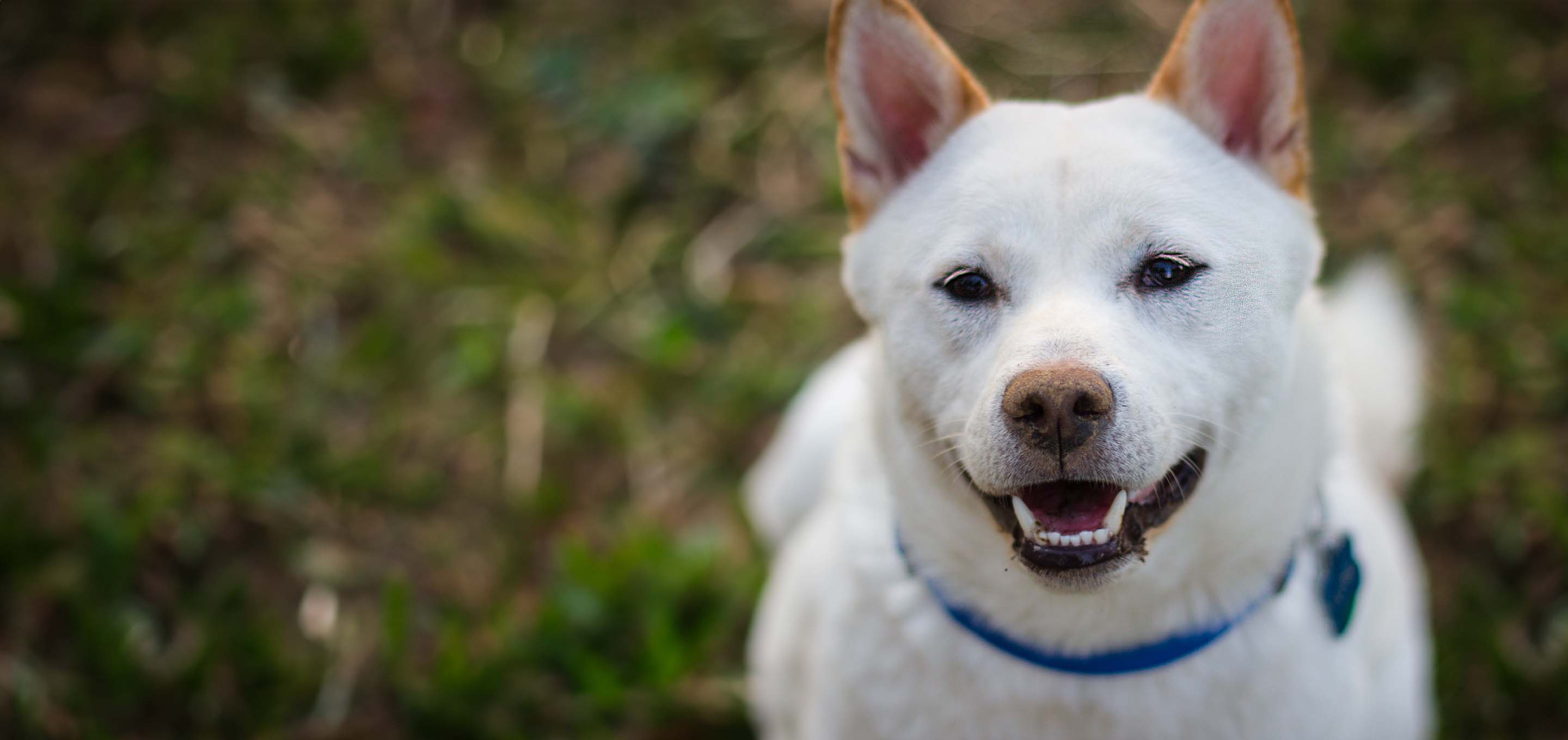Smiling Kishu dog on grass image