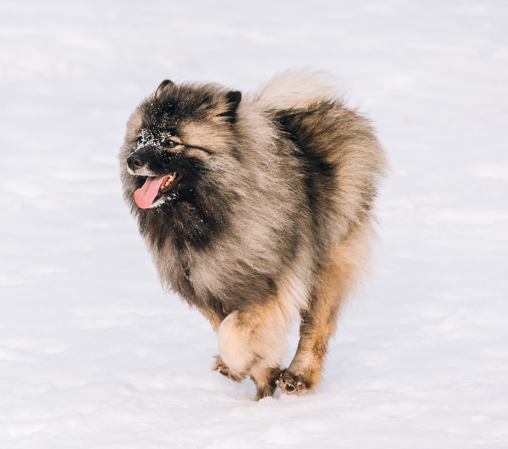 how much is a keeshond dog