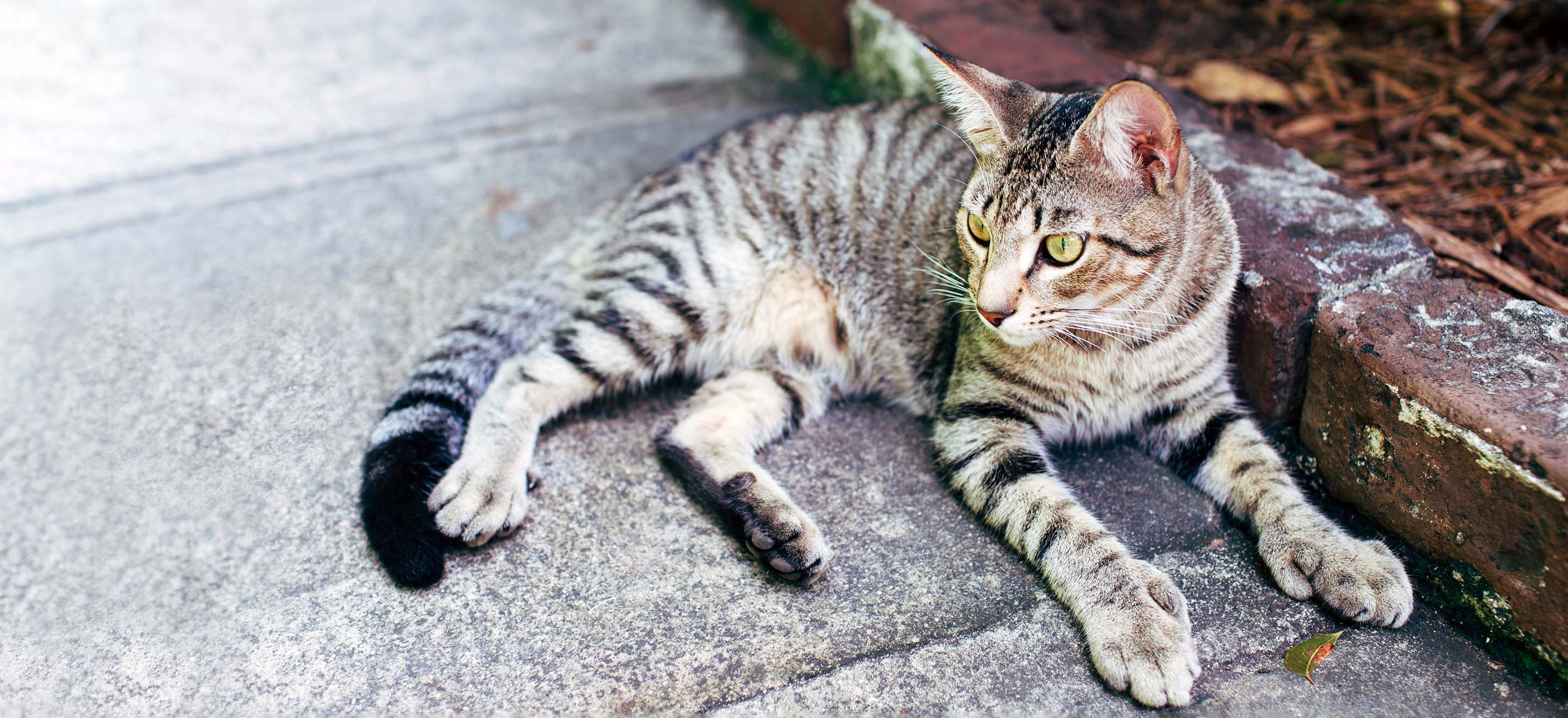 A gray tabby cat with an extra toe on all paws lays by the curb image