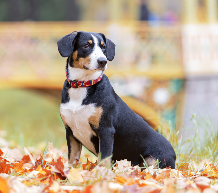 Picture of Entlebucher
