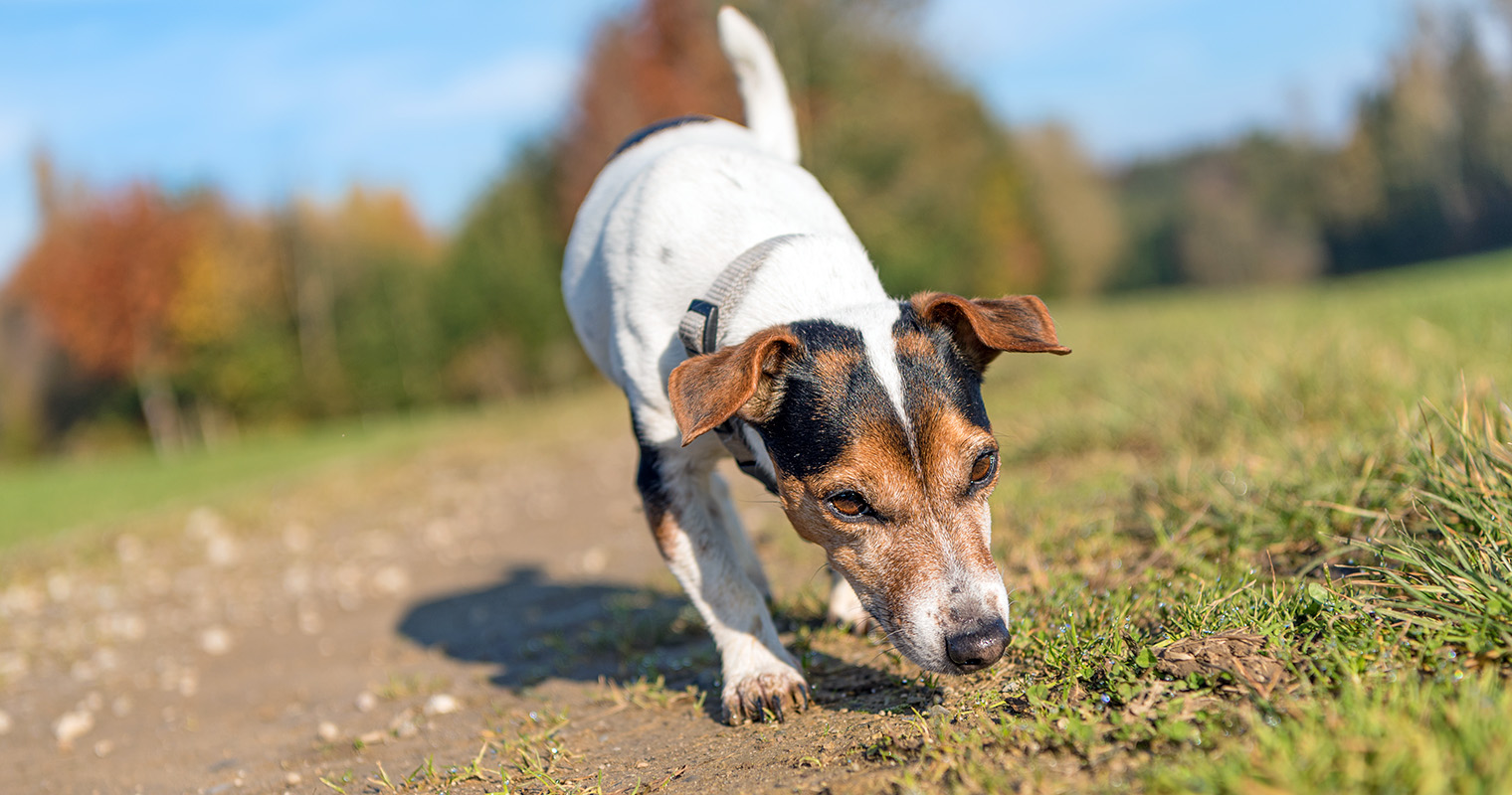 Hunting Breeds: Understanding Hunting-Breed Behavior