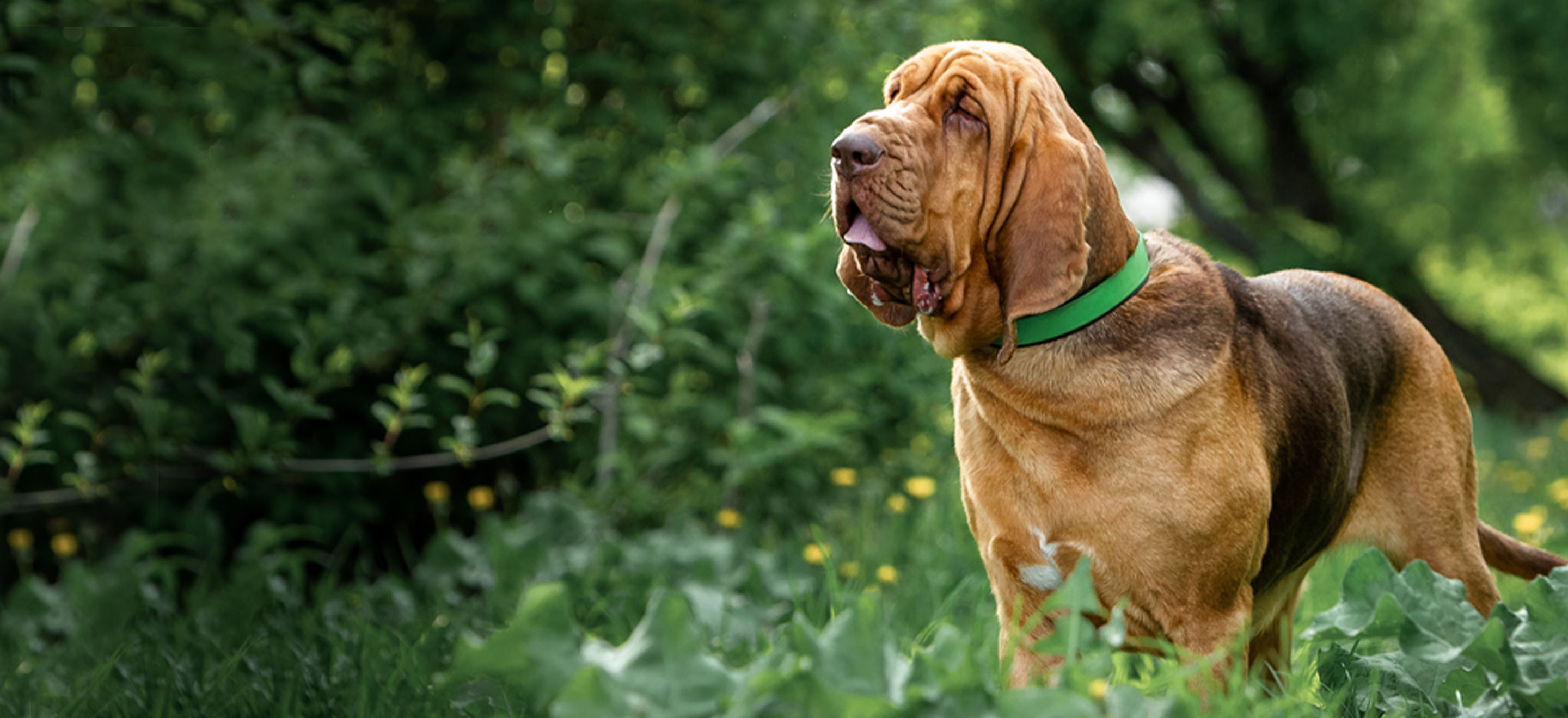 Happy bloodhound standing in the grass image