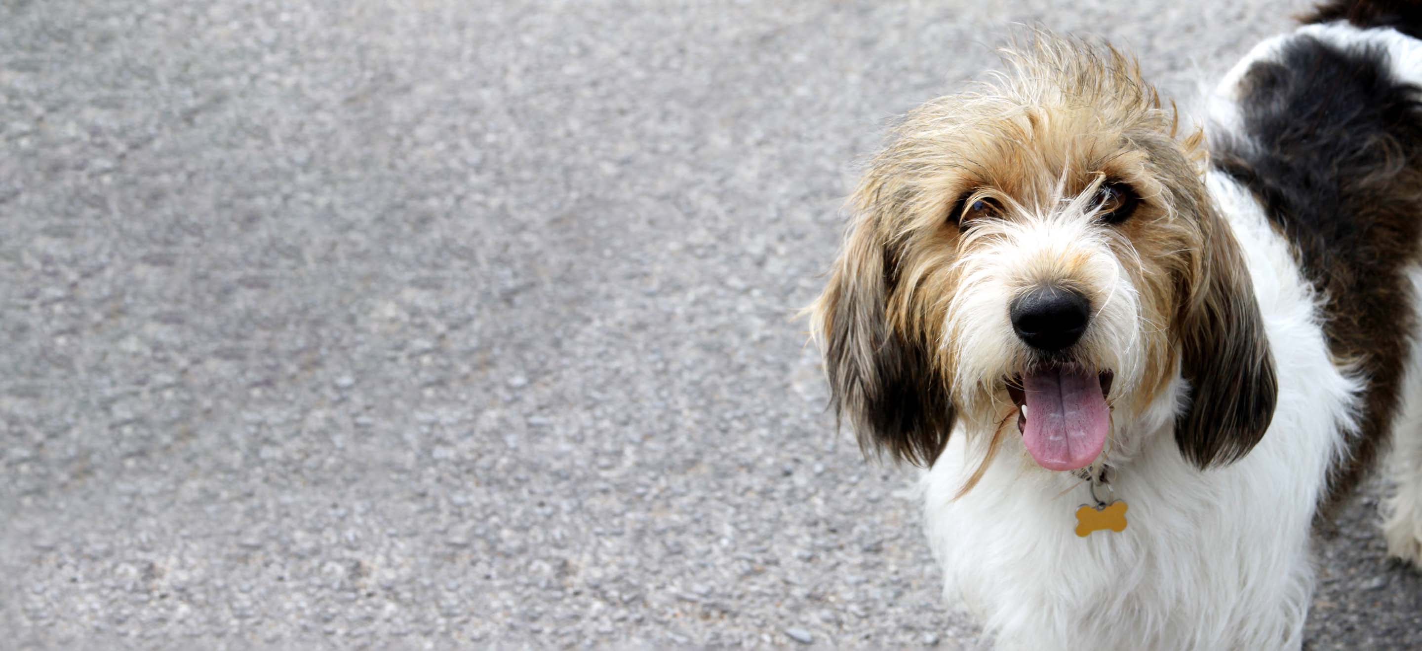 Grand basset griffon vendéen hot sale puppies