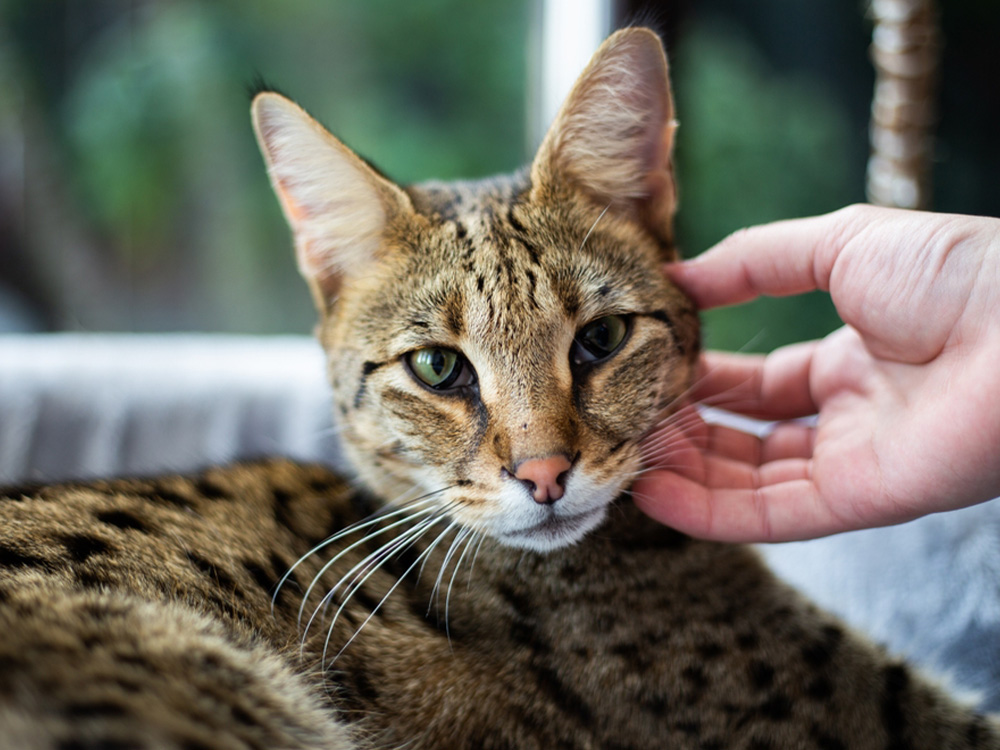 Cat Breeds African Wild Cat Pet South Africa Cat Breeds Wild