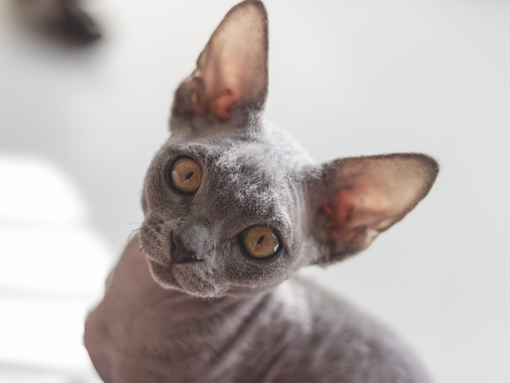 グレーキャット　Gray Cat ruruko ruruko：LINEUP