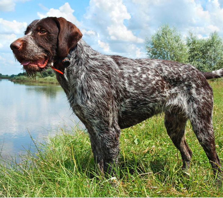 National german best sale wirehaired pointer rescue