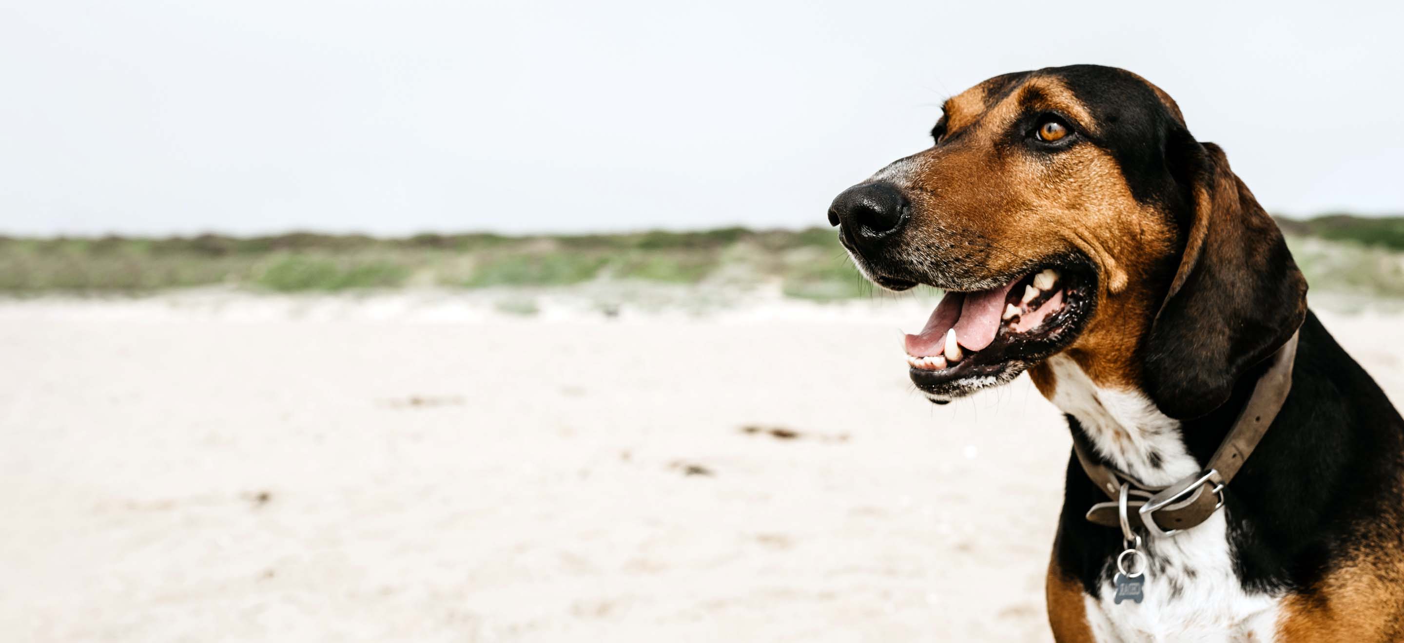 A close-up of a Coonhound dog standing in a sandy area image
