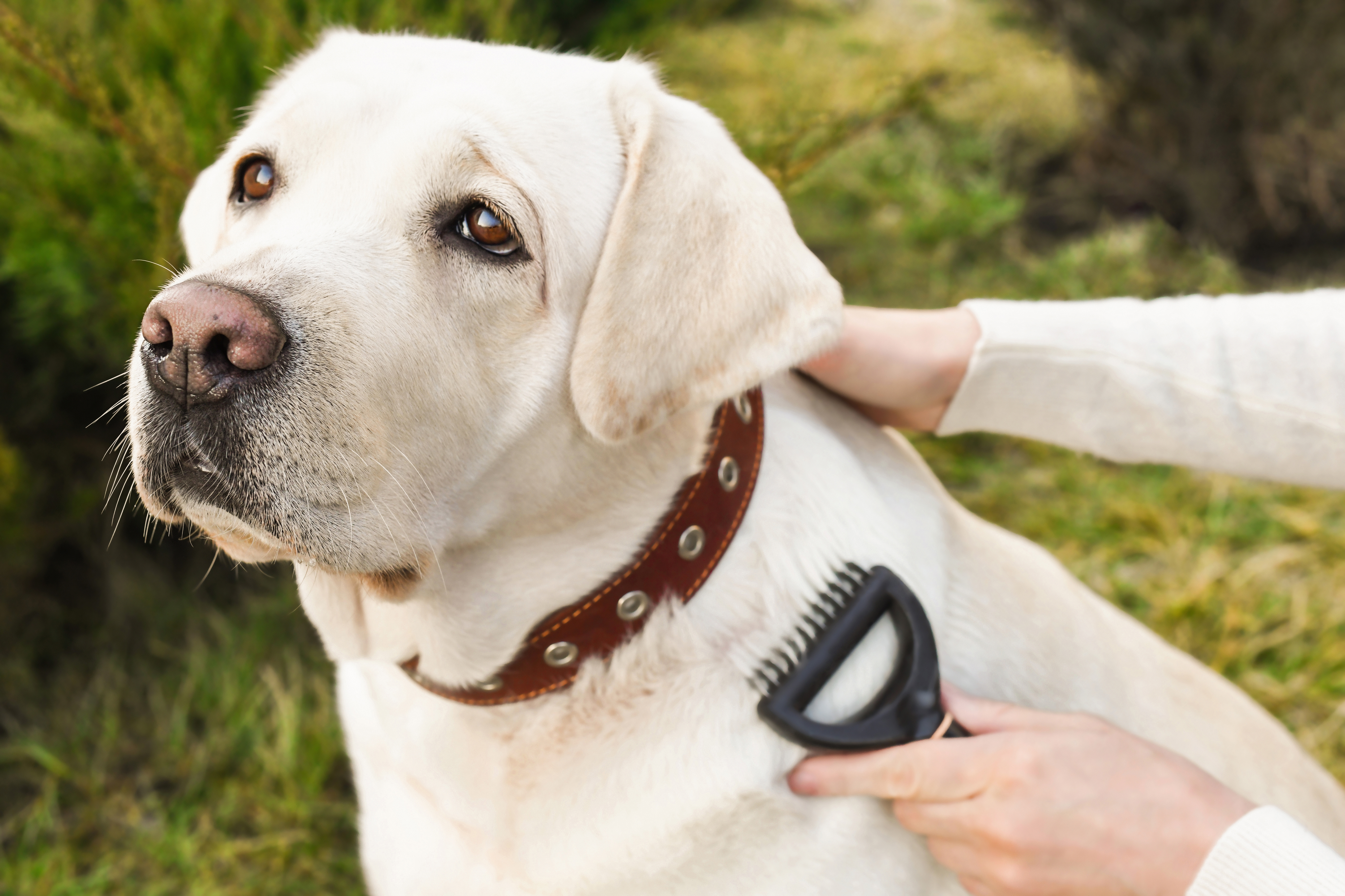 how much does it cost to train a labrador