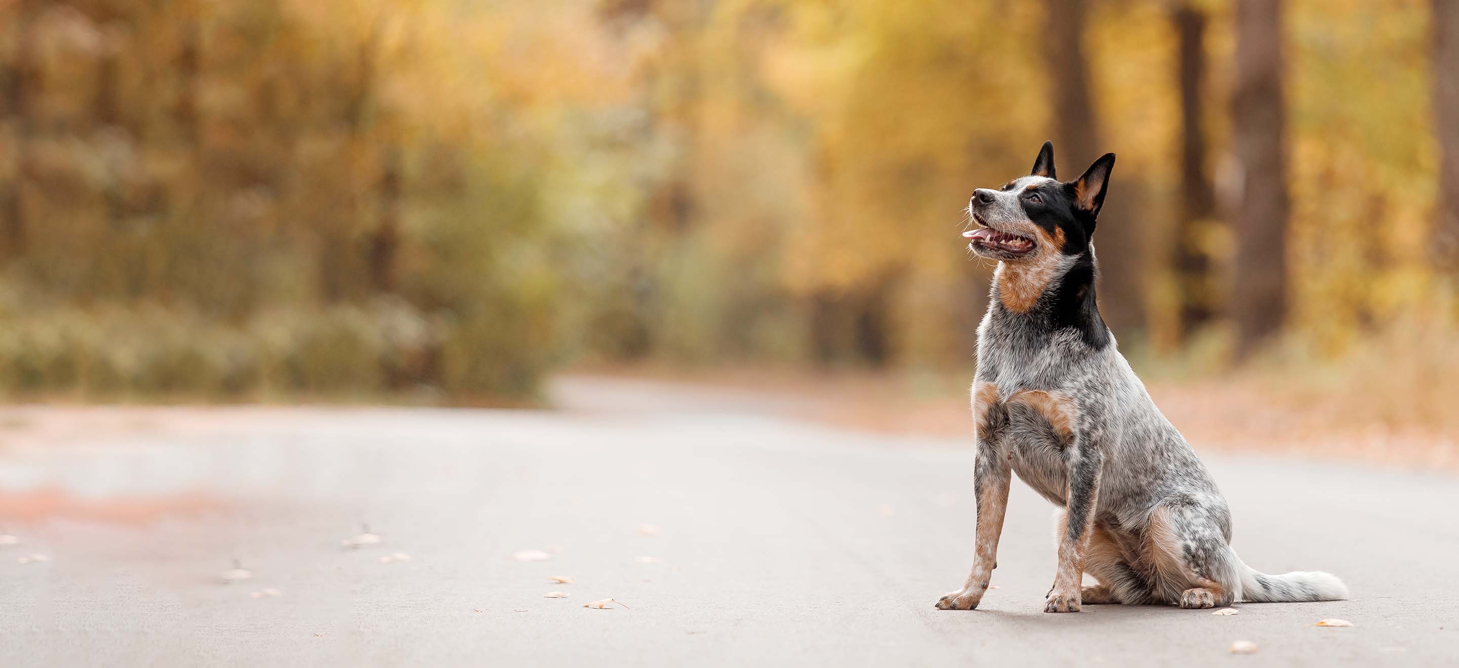 Australian Cattle Dog sitting in a path in an autumnal forest image