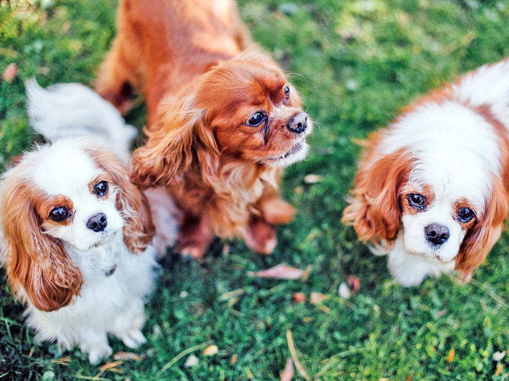 Low-maintenance Small Dogs