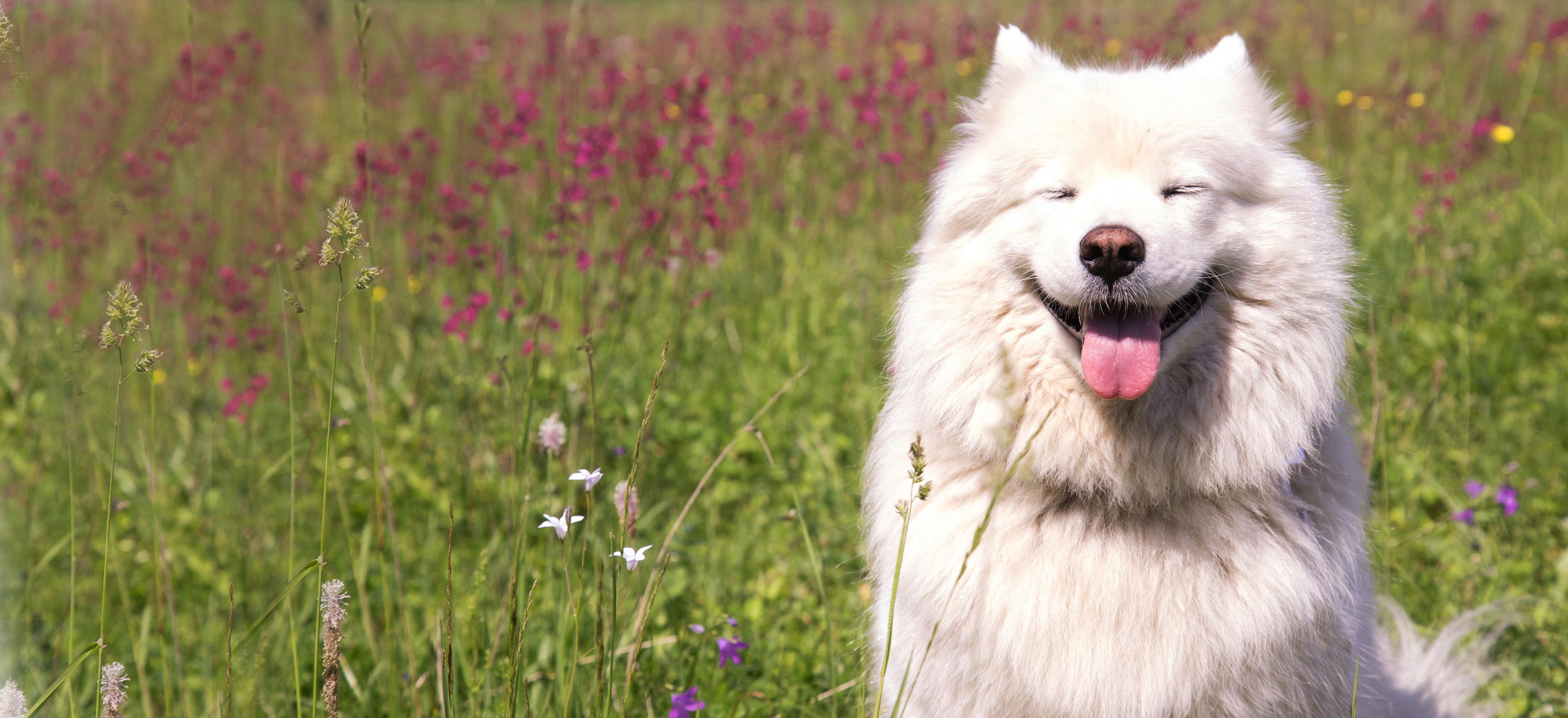 White Samoyed pup in a field image