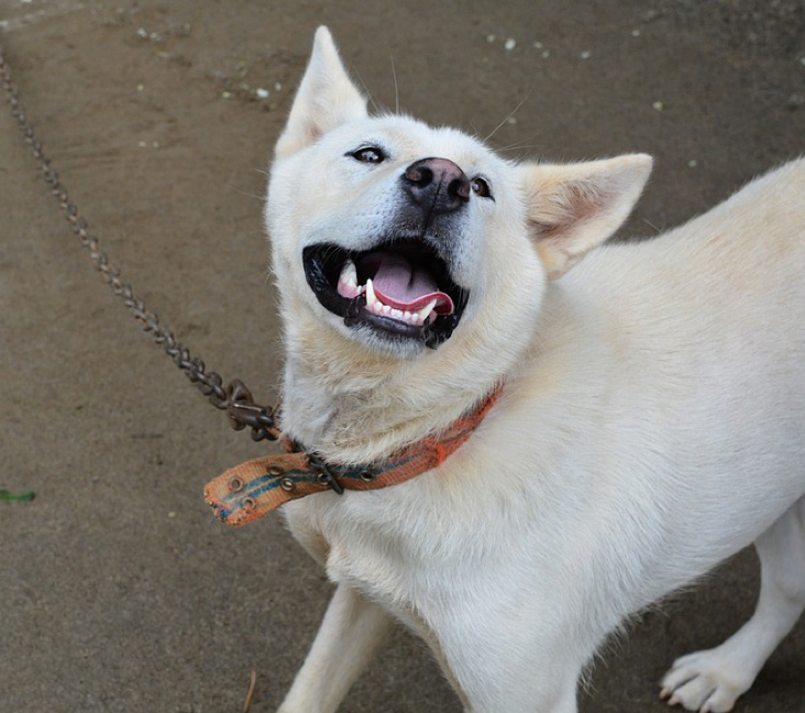 Picture of Jindo