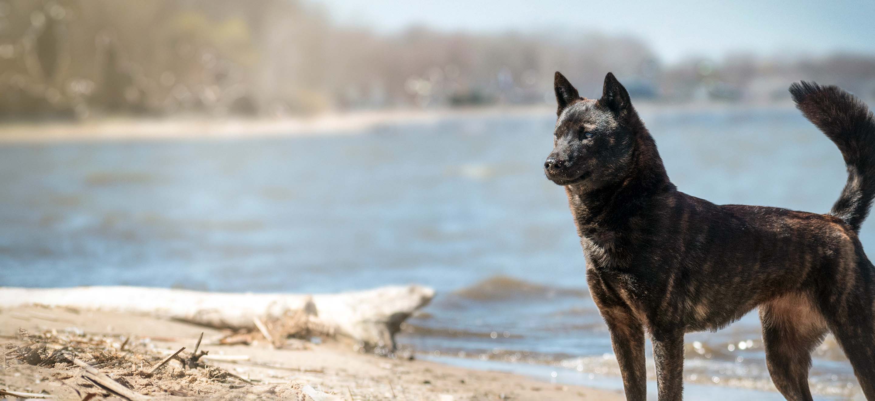 A Kai Dog standing on the sandy lakeshore image