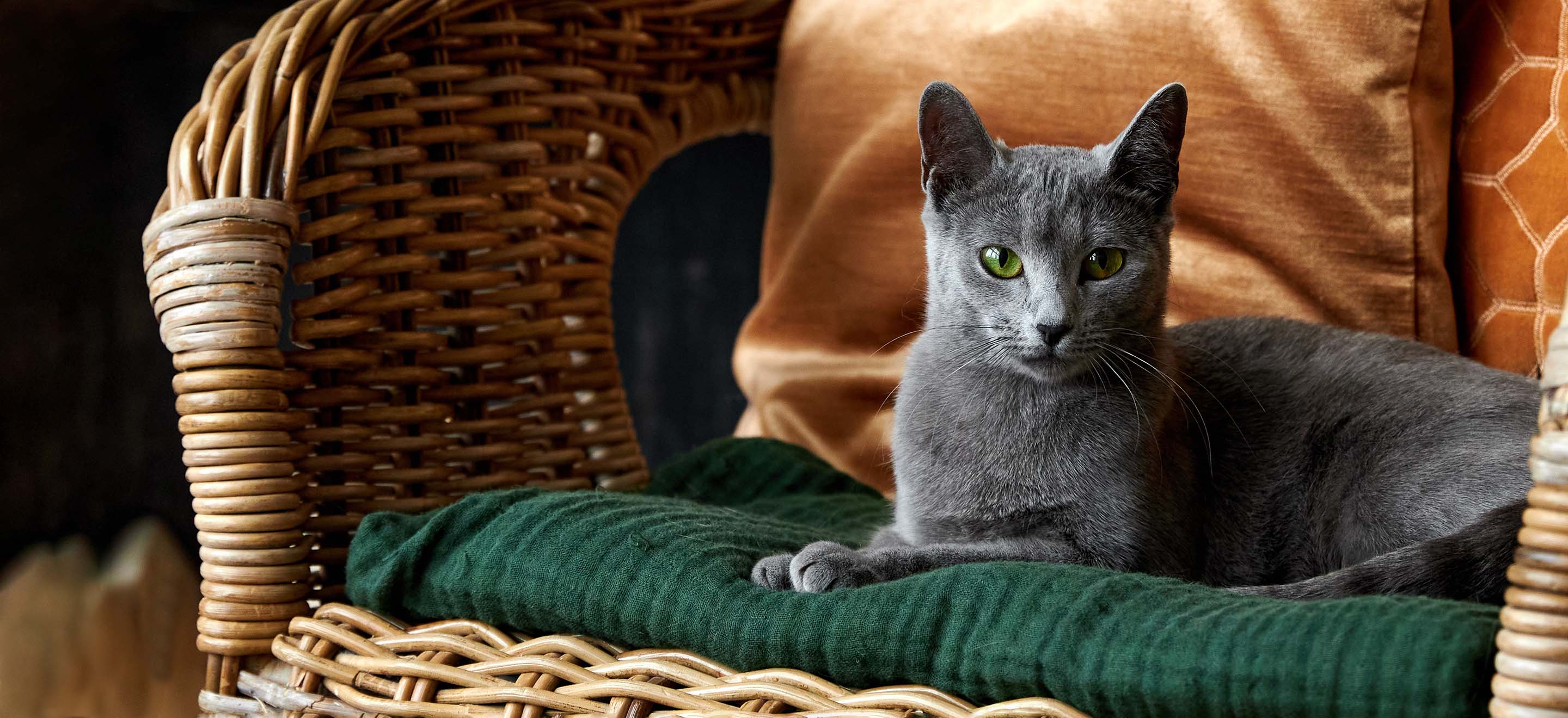 Russian Blue cat sitting in a wicker chair and looking at the camera image