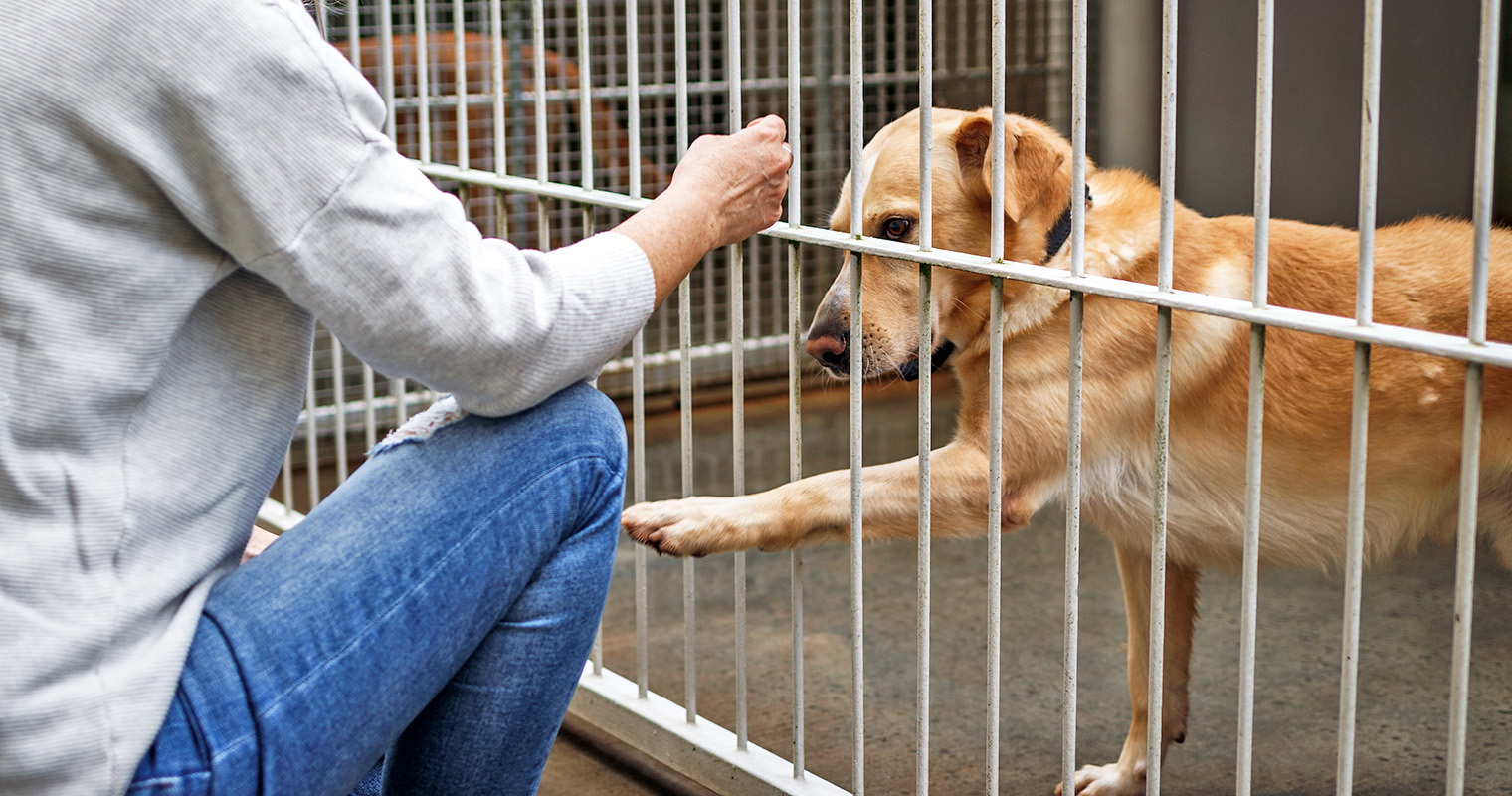 Does Animal Control Kill Animals?