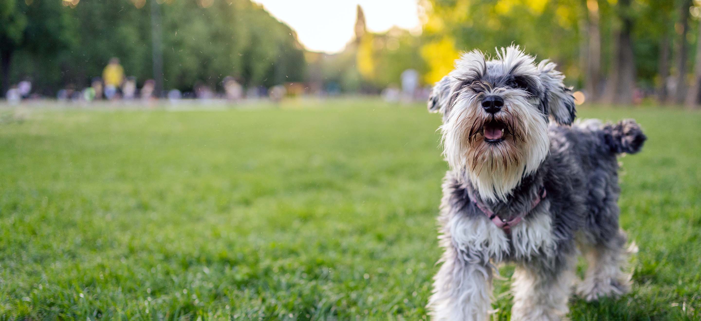 A Miniature Schnauzer dog standing in a field at the park image