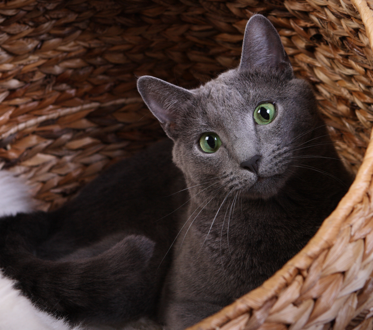Picture of Russian Blue