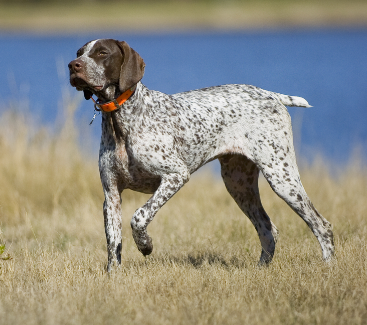 Picture of German Shorthaired Pointer