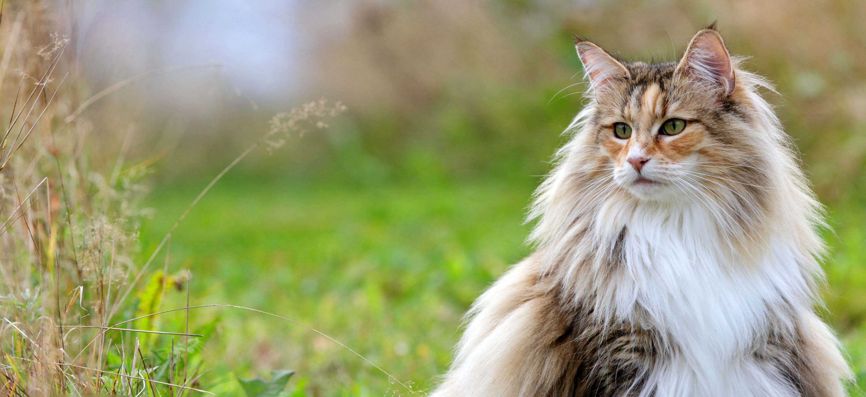 A Norwegian Forest Cat standing in a prairie field image