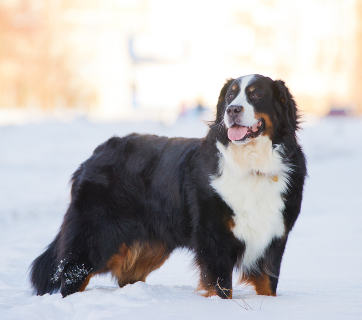 Bernese mountain dog store rescues near me