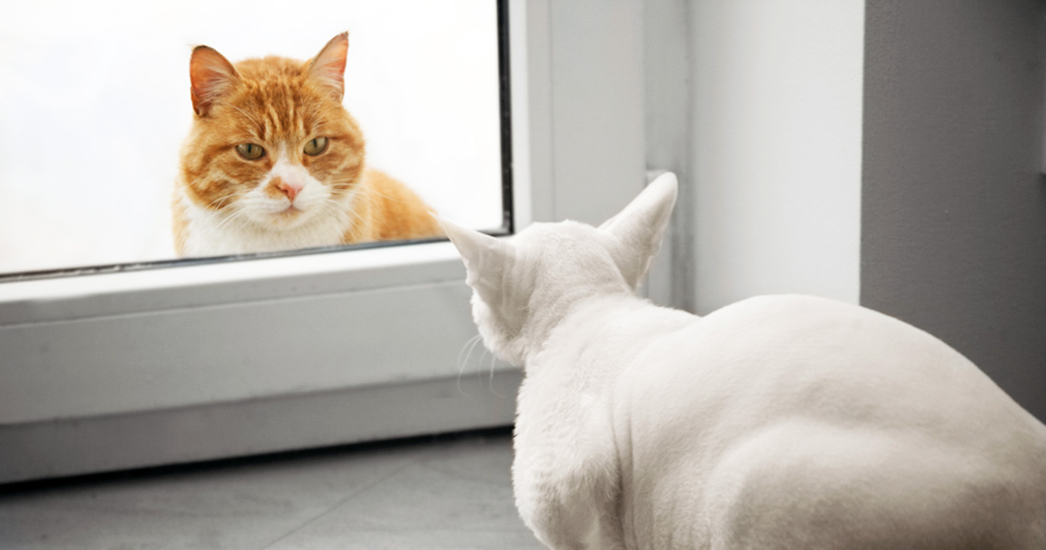 Picture of Indoor vs. Outdoor Cats: Comparing Indoor and Outdoor Cats