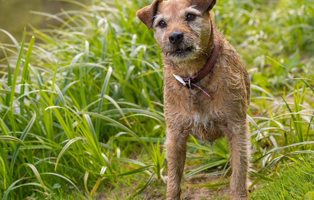 B terrier terrier shops breeds