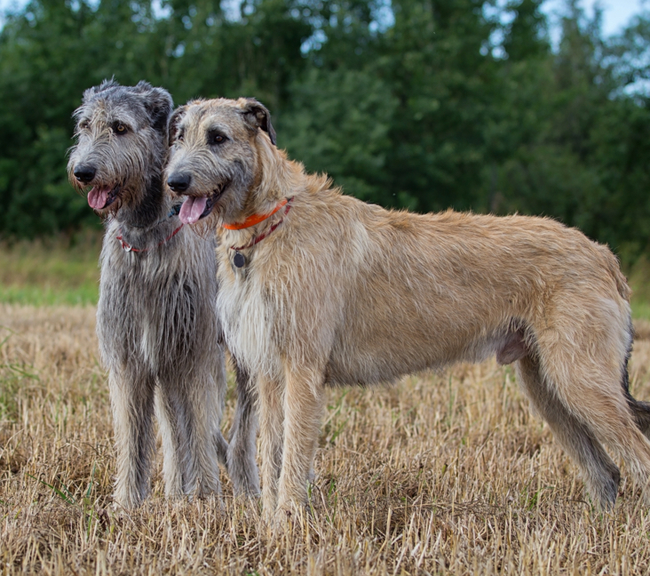 Wolfhound breeders hot sale