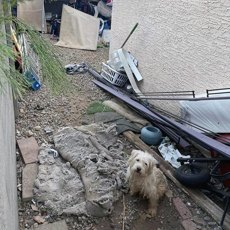 55 Abused Dogs Rescued in Arizona After Months of Social Media