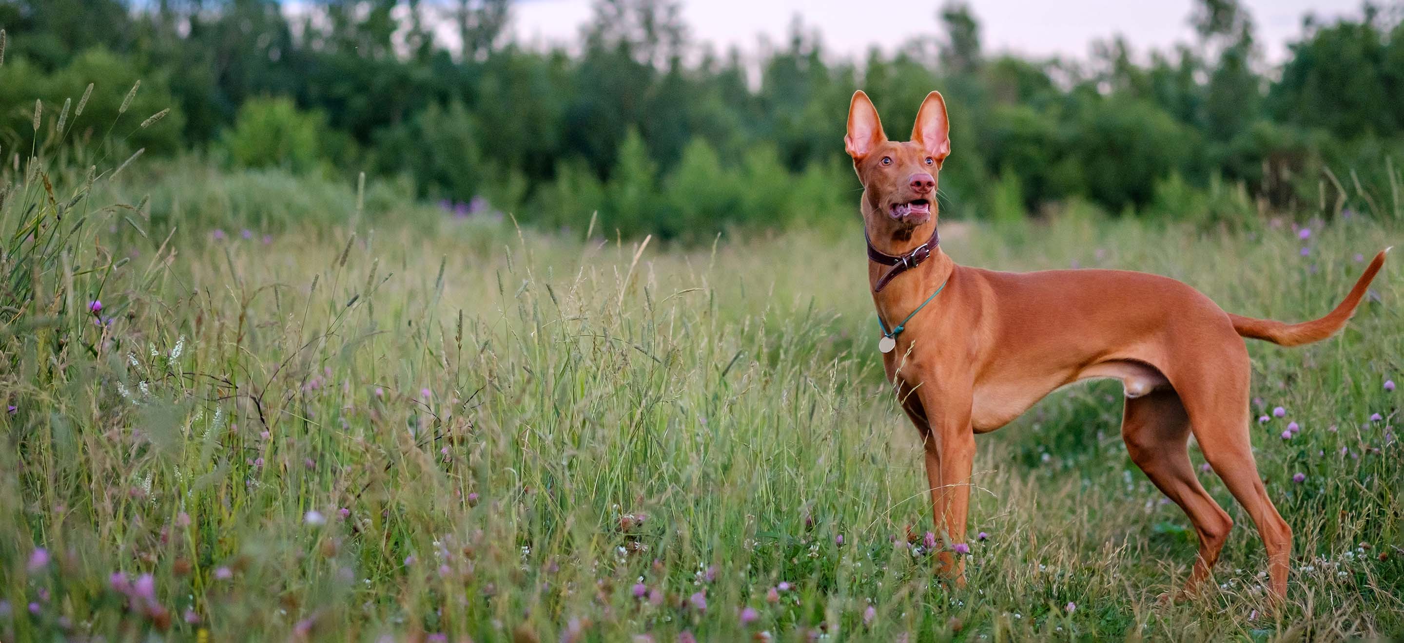 A red Pharaoh Hound standing in a tall grass and wildflower field image