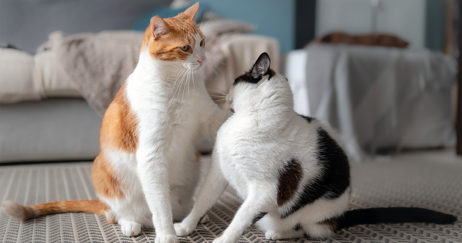 Why is My Cat Suddenly Aggressive Toward Other Cats?