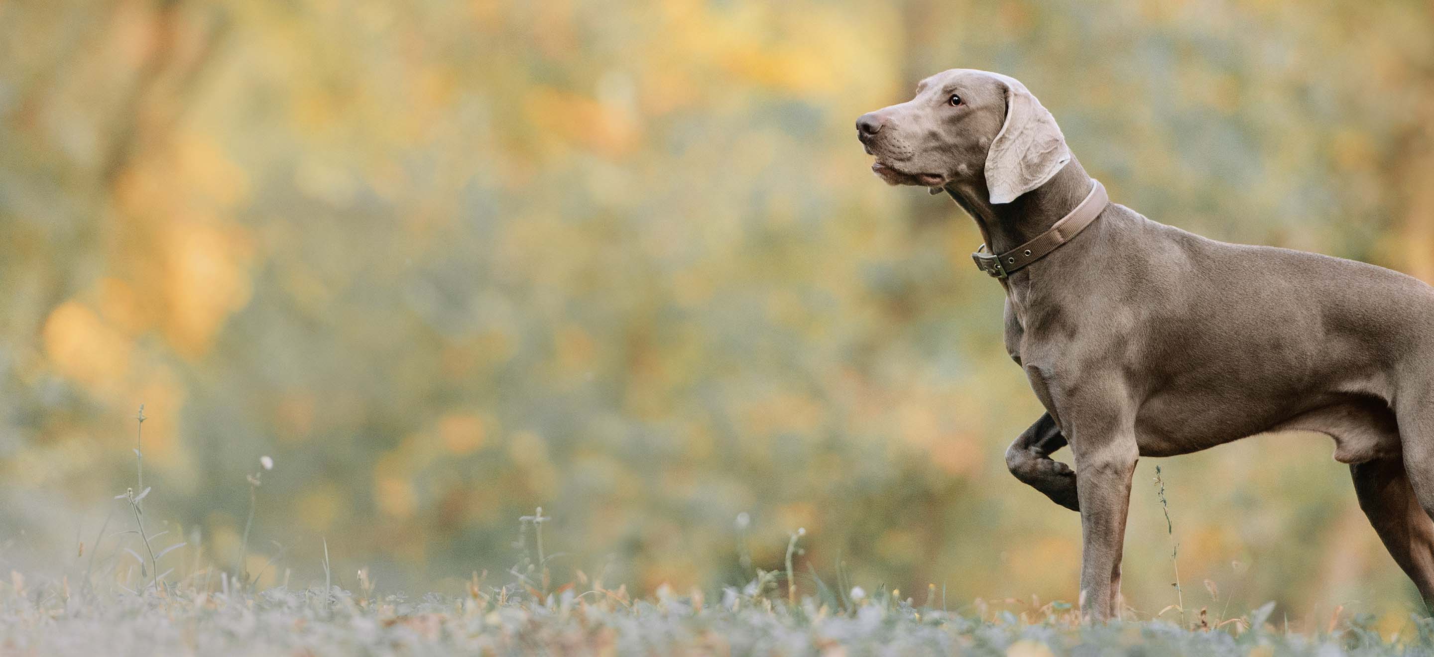 A Weimaraner dog standing in a field image