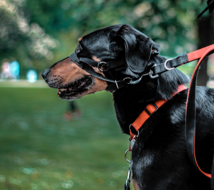 Picture of Black and Tan Coonhound