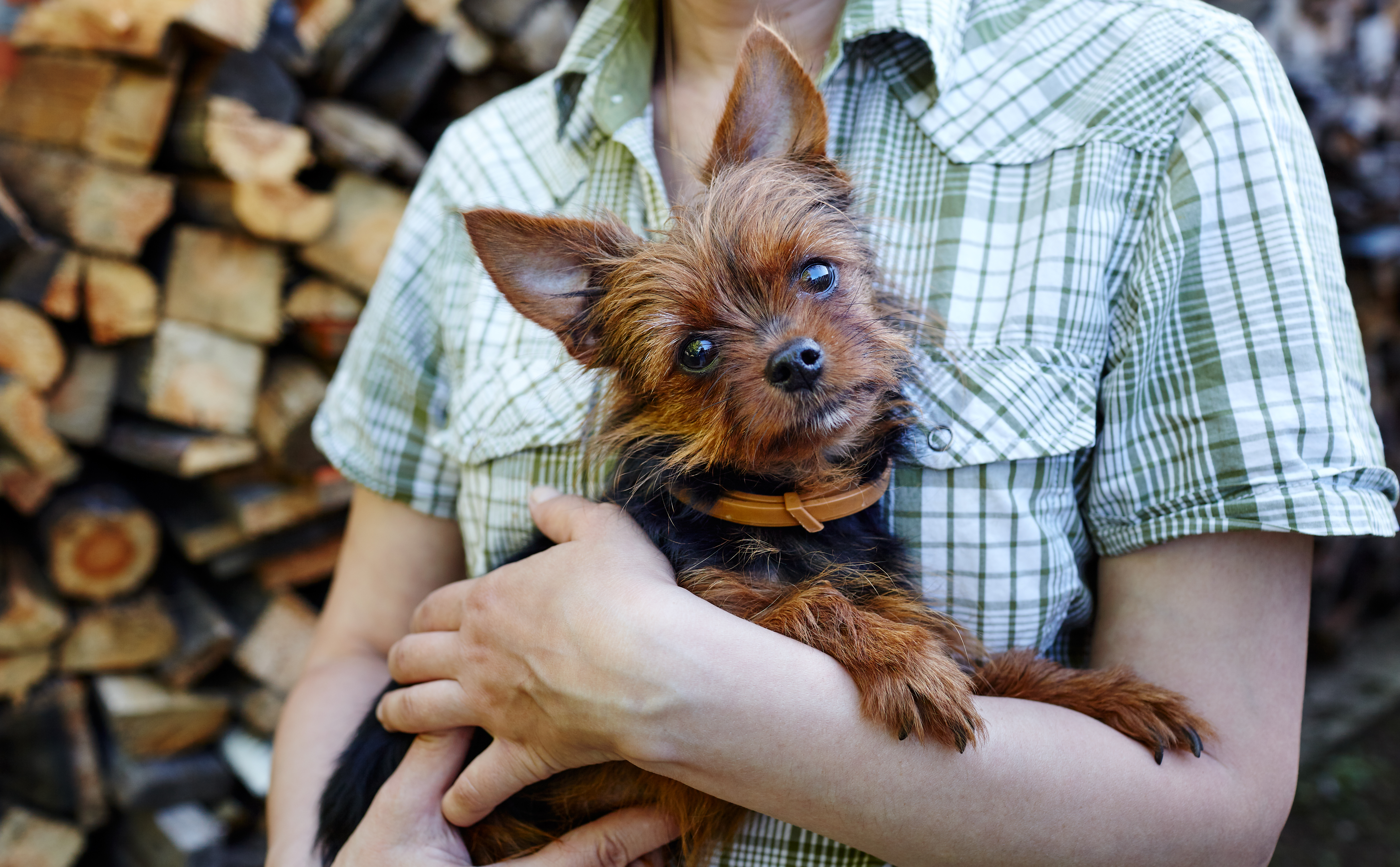 are yorkies good with other dogs