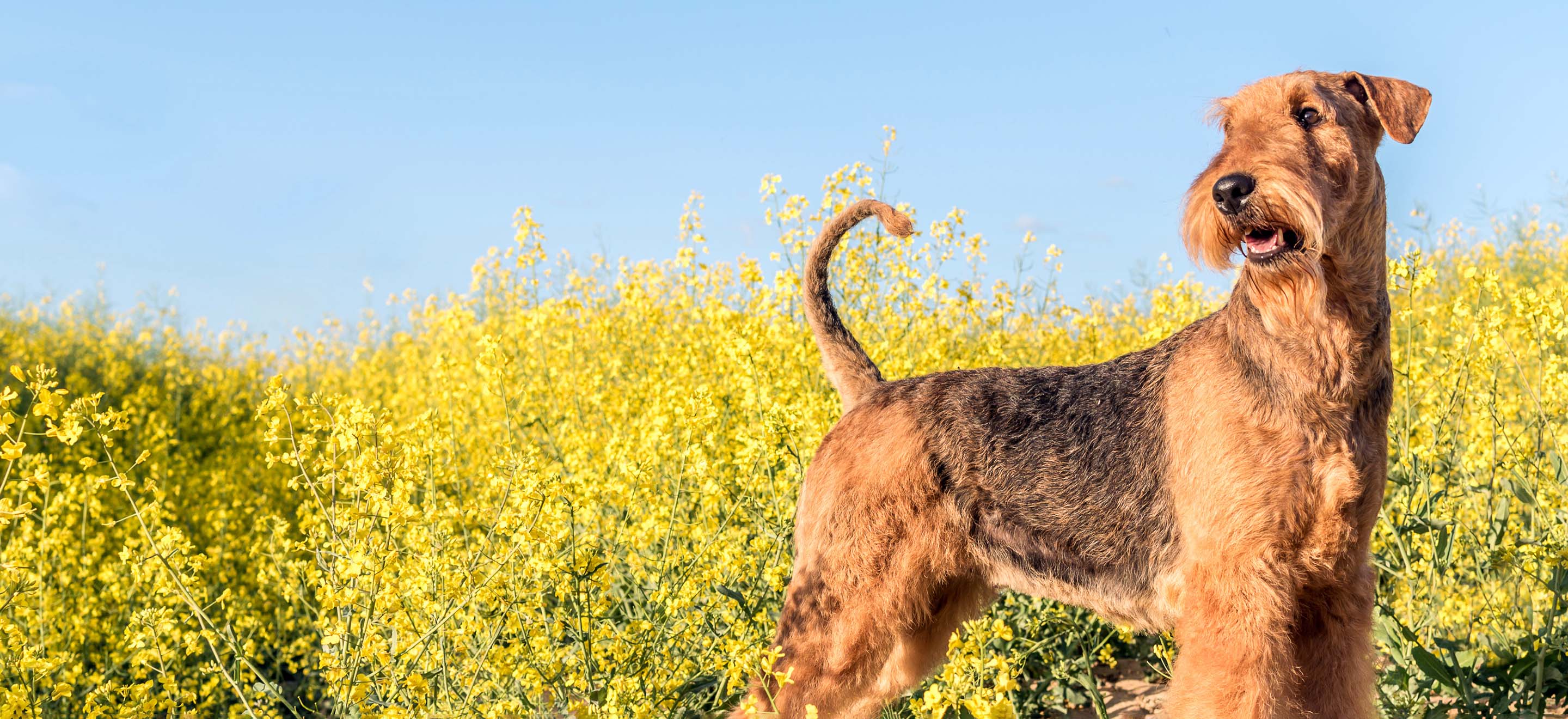 An Airedale Terrier dog standing in a field of yellow wildflowers image