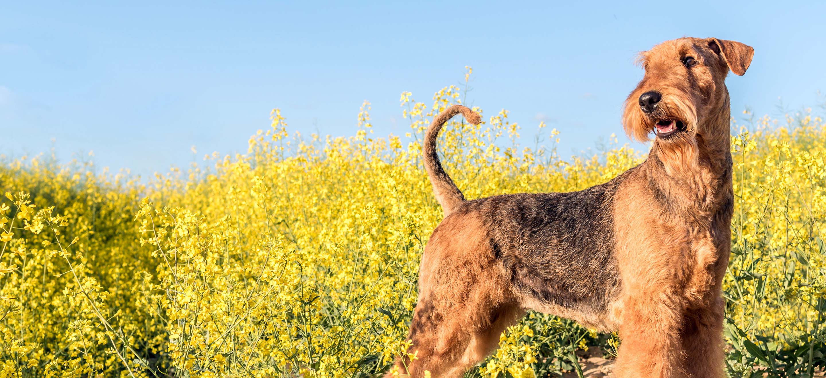 Golden retriever airedale mix hot sale puppies