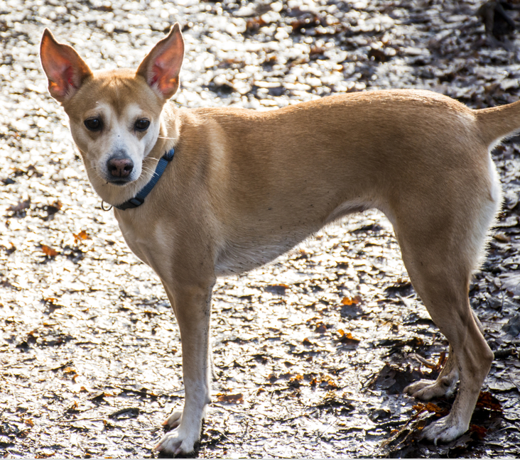 Picture of Portuguese Podengo