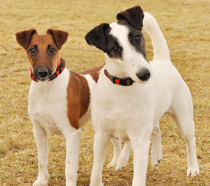 Fox terrier 2024 shepherd mix