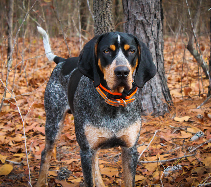Picture of Bluetick Coonhound