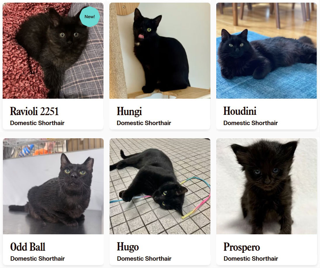 Void Cats: Everything You Need to Know About Black Cats