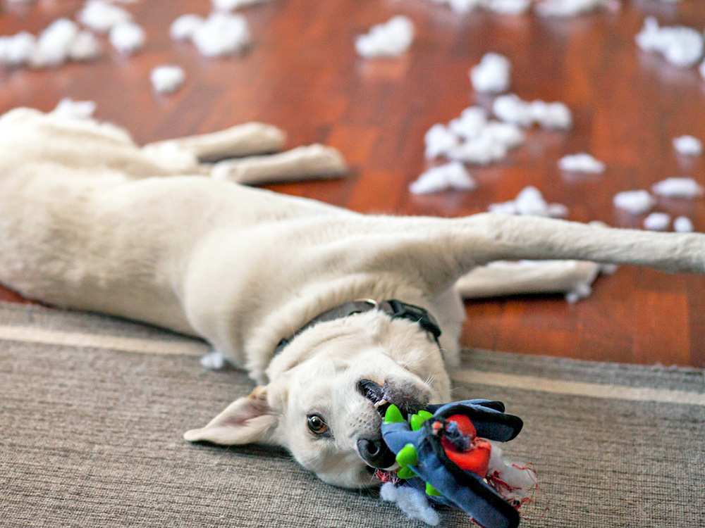 Why Do Dogs Destroy Some Toys and Not Others?