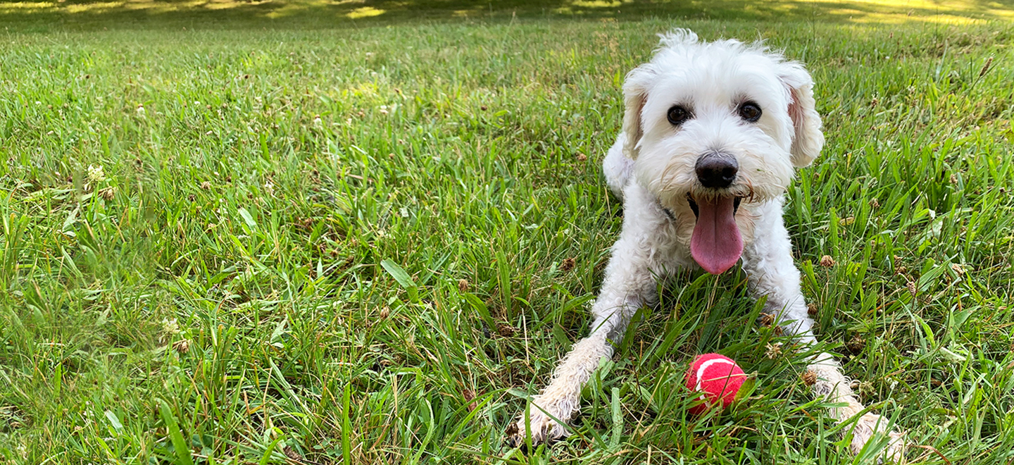 White Schnoodle (Schnauzer Poodle mix) lying with ball in the grass image