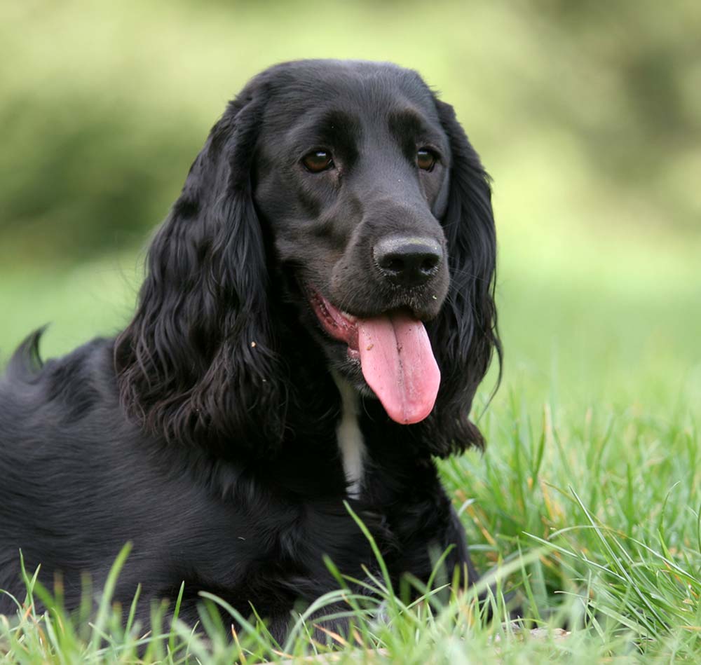 Picture of English Cocker Spaniel