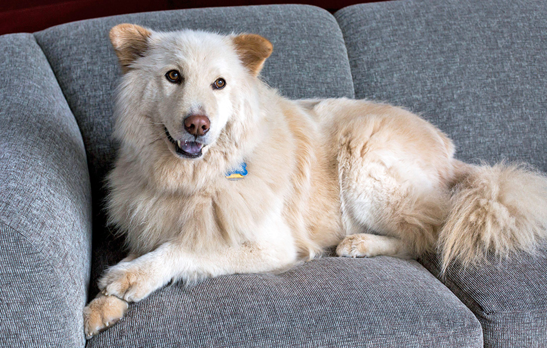 Picture of Golden Shepherd