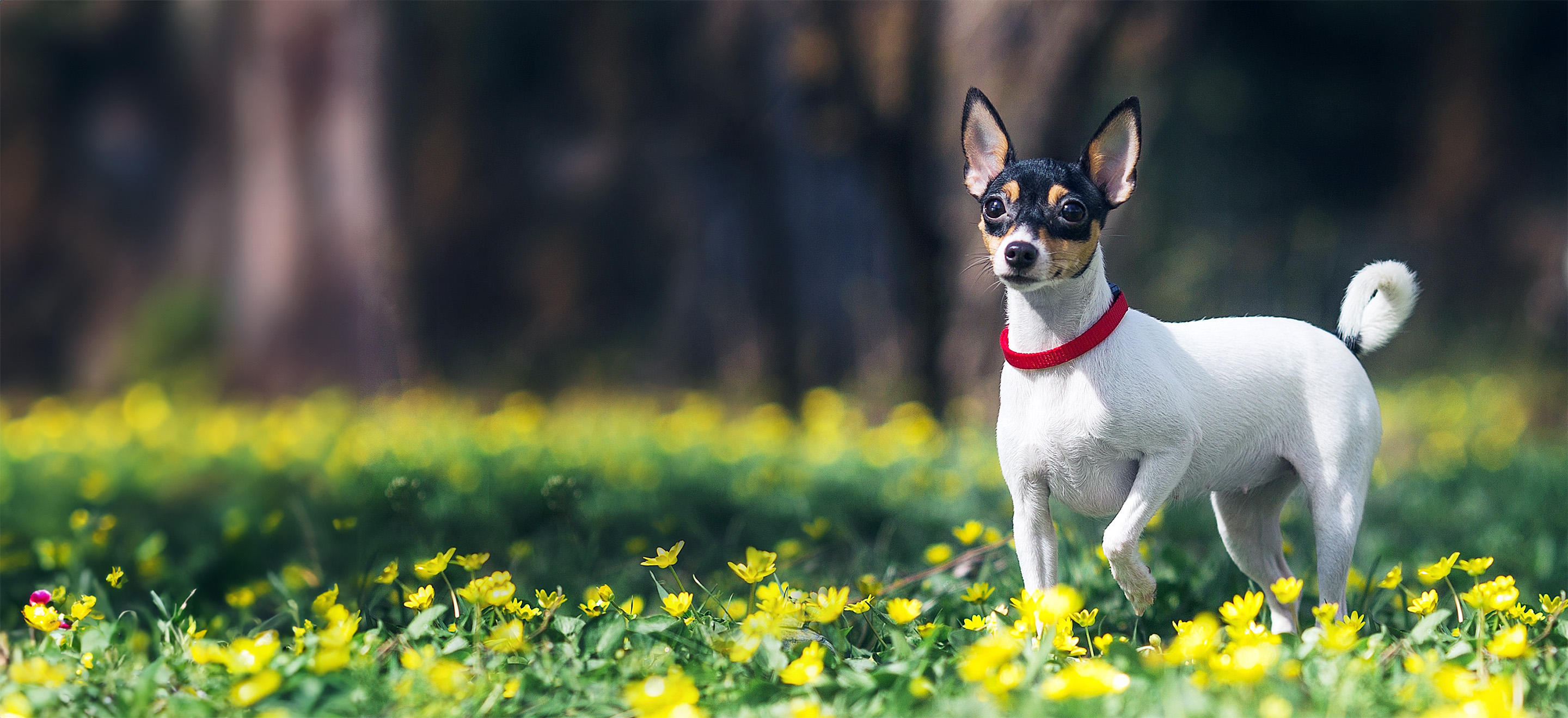 Toy fox terrier puppy standing in a field of flowers image
