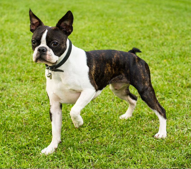 Boston terrier hot sale mass