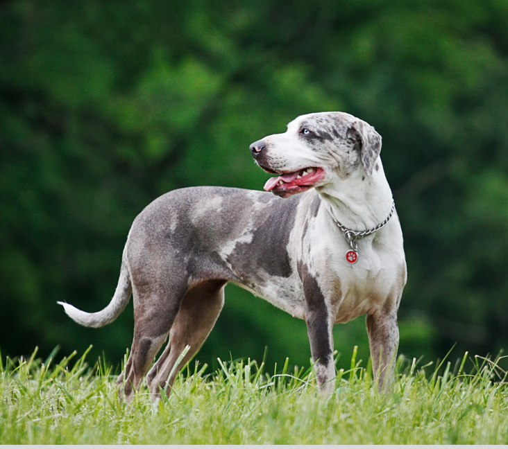 Picture of Catahoula Leopard Dog